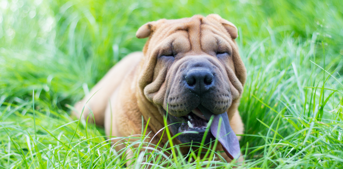 entropio em shar pei