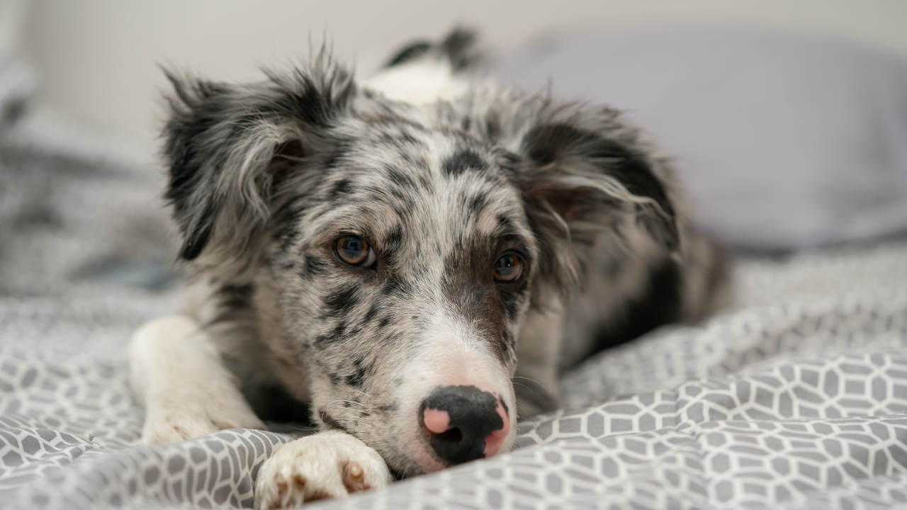 Venha descobrir por que Border Collie solta muito pelo! I Petz