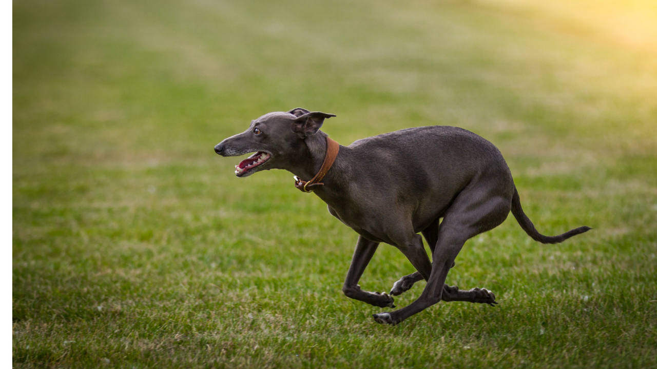 Greyhound: O cão mais rápido do mundo - Vet Paula Silverio