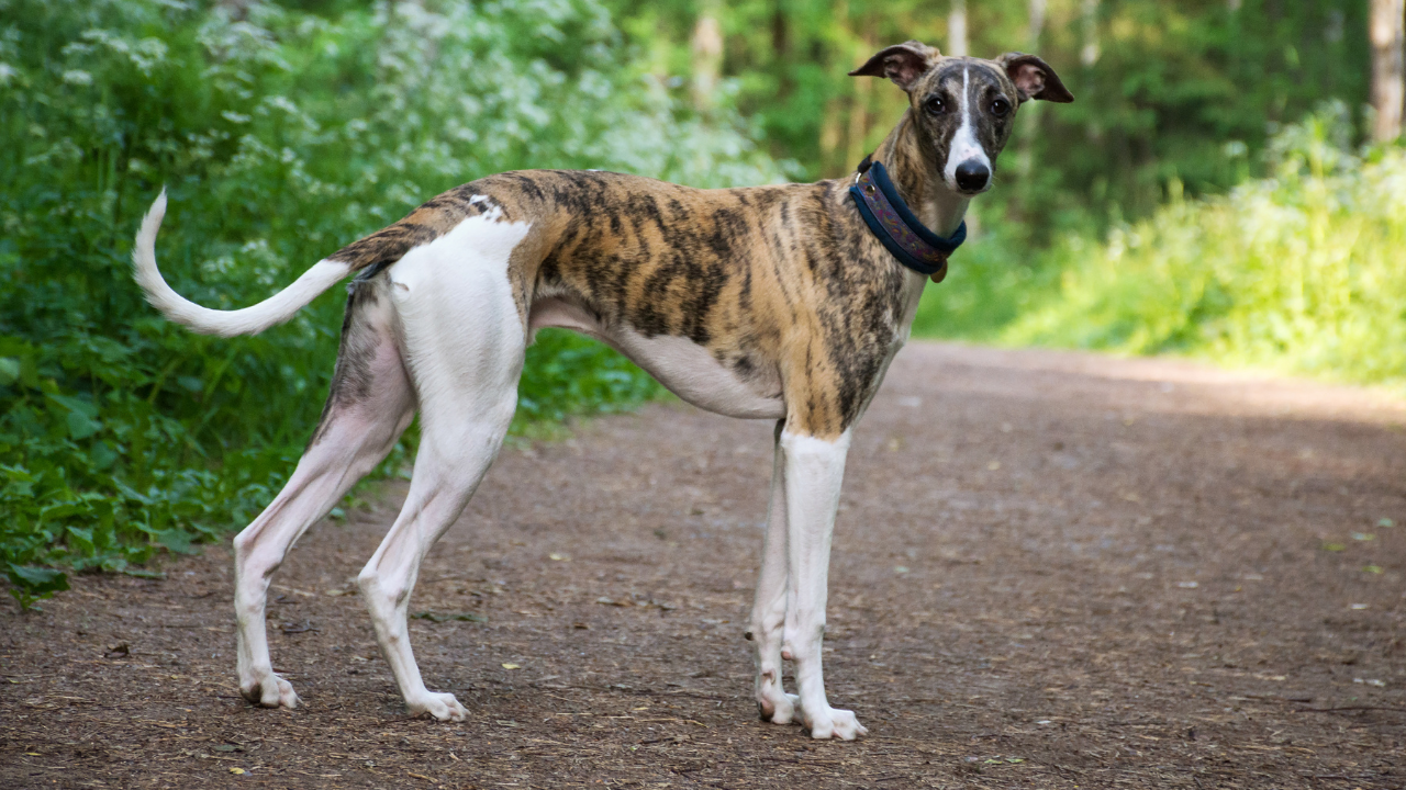 Greyhound: O cão mais rápido do mundo - Vet Paula Silverio