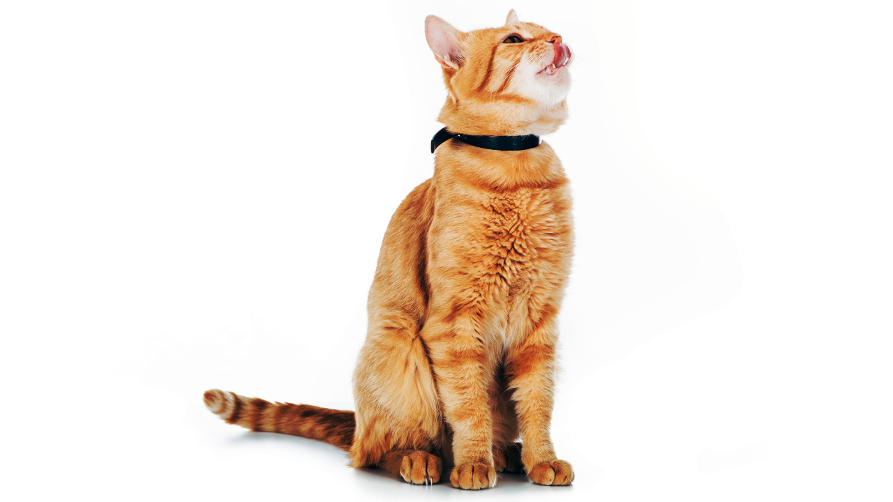 gato coleira