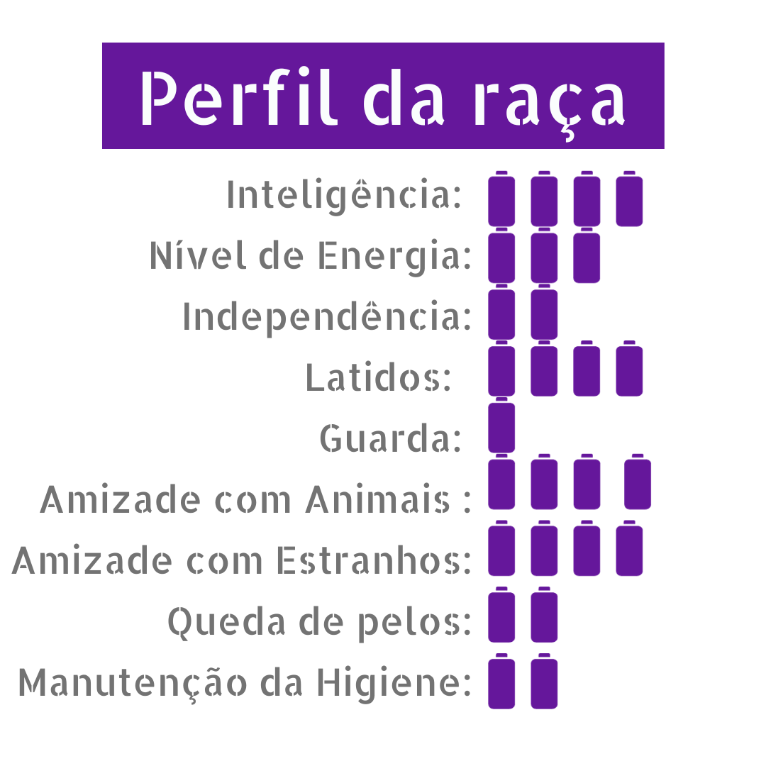 Perfil da raça papillon