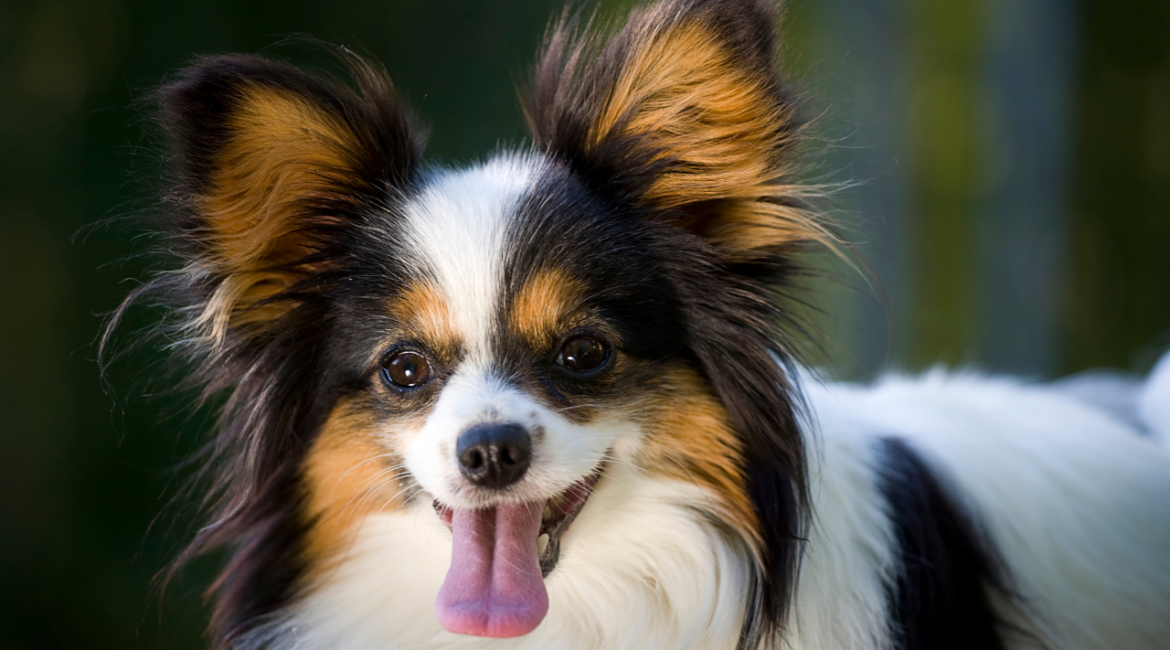 papillon