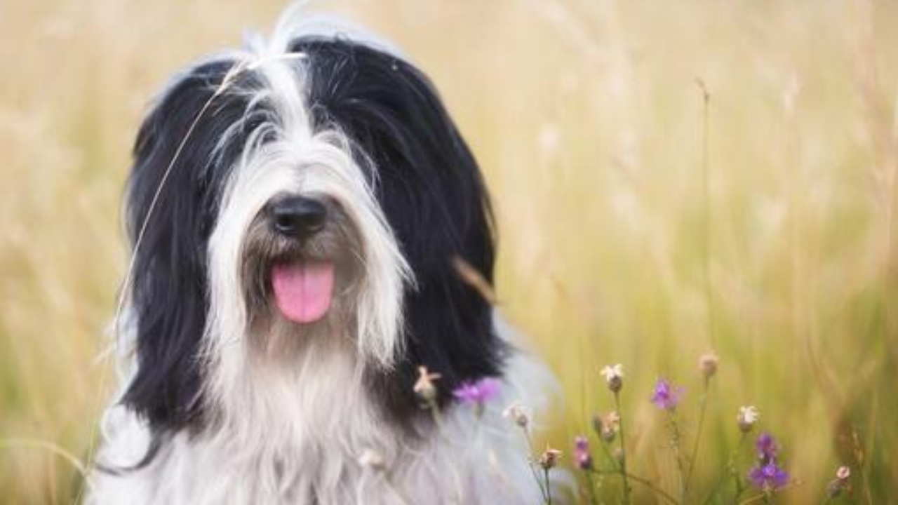 Alzheimer Canino: O Que Você Precisa Saber