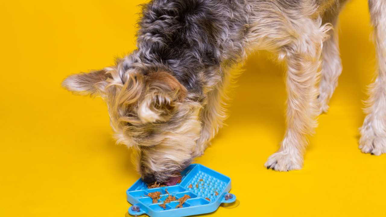 Por que seu cachorro não come ração pura?